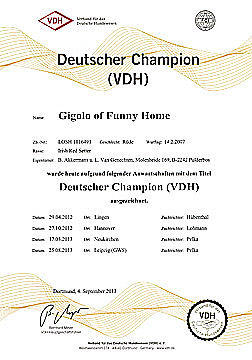 VDH Champion Gigolo