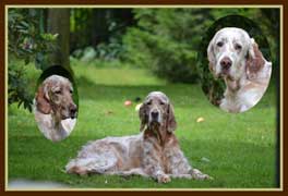 Silent Rumours English Setters